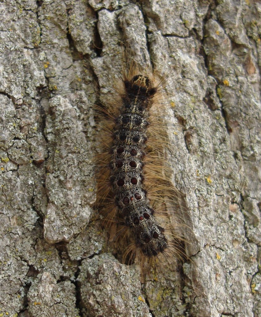 gypsy moth control, wikimedia commons